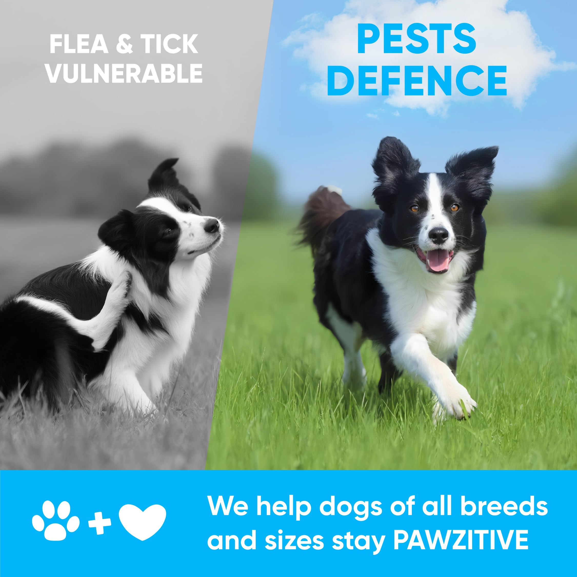 Pawzitive Pets coconut oil flaxseed biotin blend, supporting healthy skin, coat, and vitality