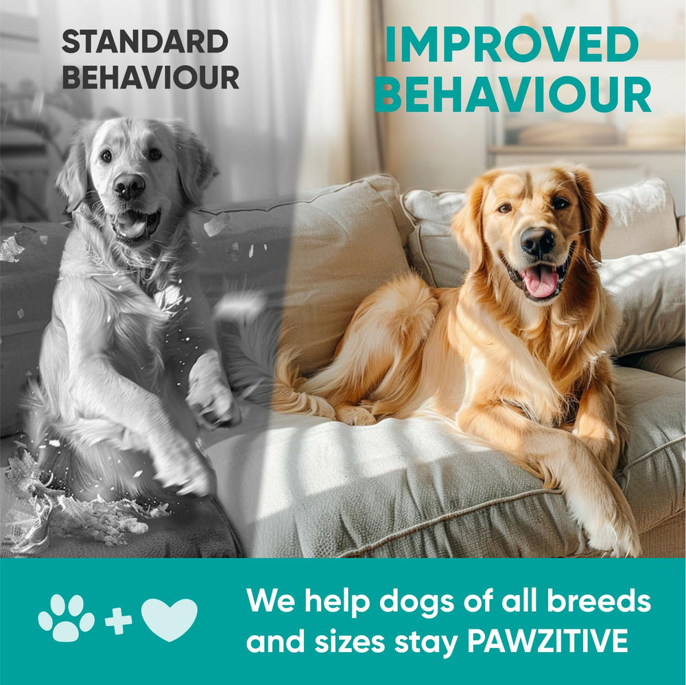 Pawzitive Pets separation anxiety use-case with relaxed dog