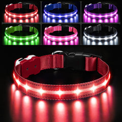 PcEoTllar light up dog collar visible at night for safer evening walks.