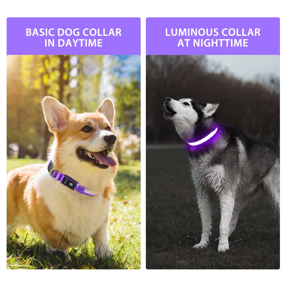 PcEoTllar LED dog collar bright visibility for night walking.