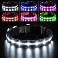 PcEoTllar light-up dog collar front view for high night visibility