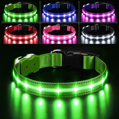 PcEoTllar light-up dog collar with LED for safer night walks.