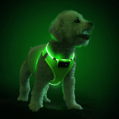 PcEoTllar light up dog harness with LED visibility keeps pets safe during night walks.
