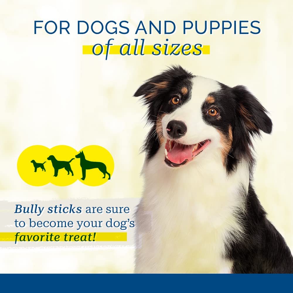 PCI Bully Sticks 4ct 12in dental view, helps clean teeth as dogs chew