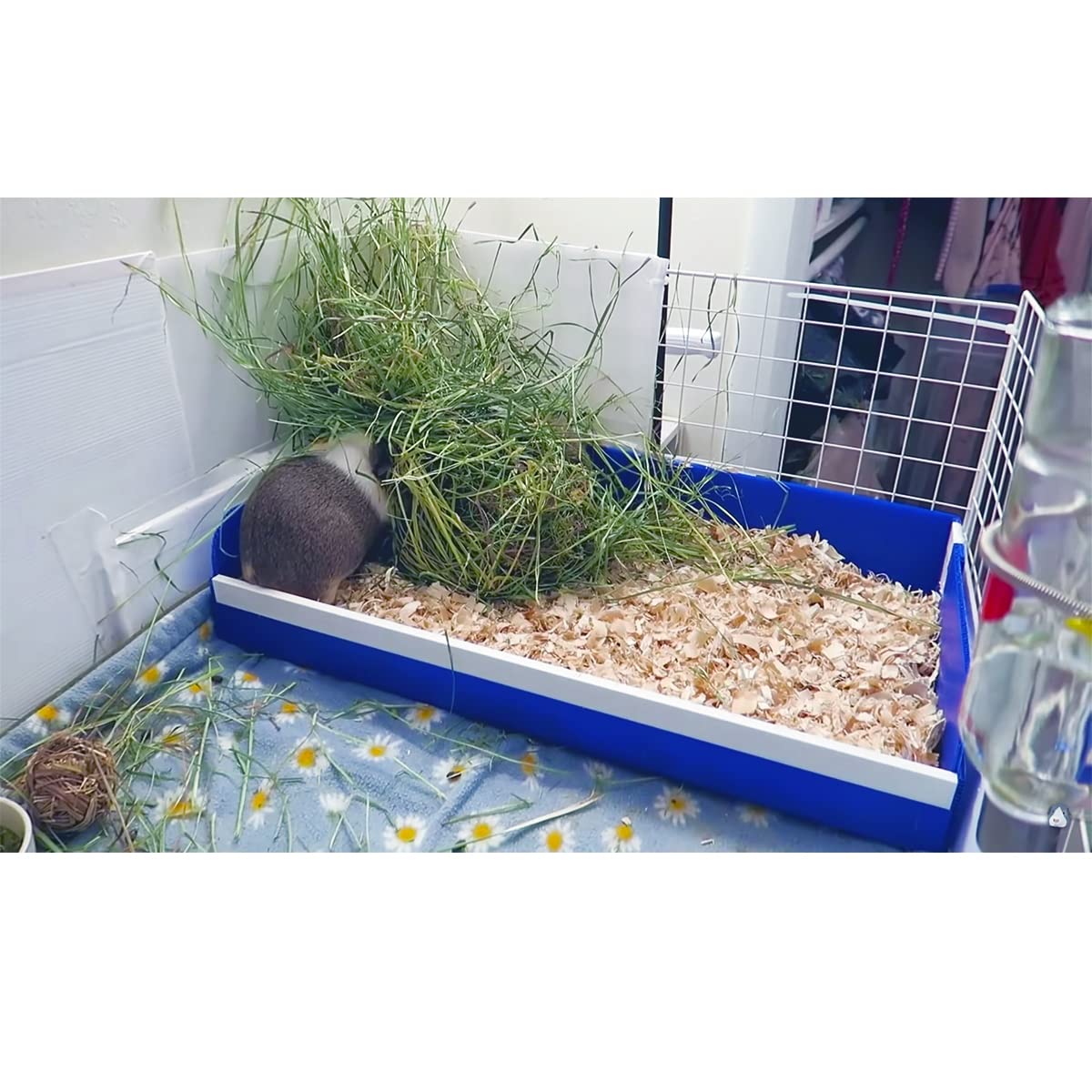 pcprbfk Midwest Guinea Pig Kitchen Area Assembly shows quick, secure setup