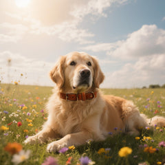 PCYHIIL multi-use thick dog collar for walking and training