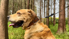PCYHIIL leather dog collar with brown finish develops patina over time
