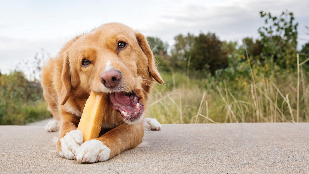 peaksNpaws Himalayan Yak Chews dental health potential during chew time.