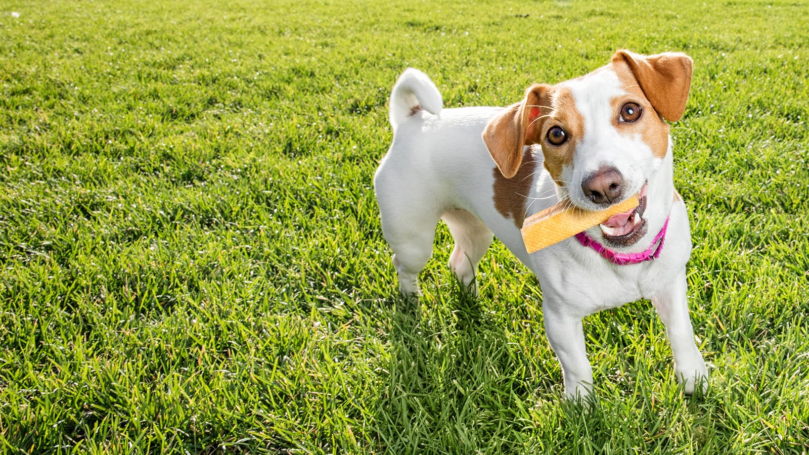 PeaksNpaws Yak Cheese Himalayan dog chews packaging appeals to odor-free, mess-free chewers.