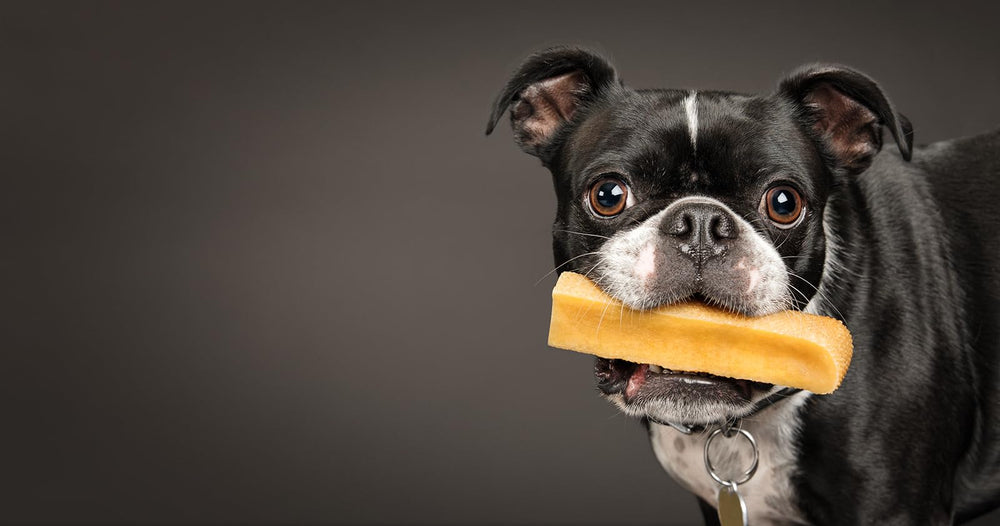 Ready-to-serve peaksNpaws Yak Cheese Himalayan dog chews for safe chewing entertainment.