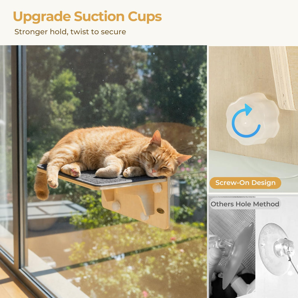 Pecute cat on perch enjoys outdoor views from a sunny window