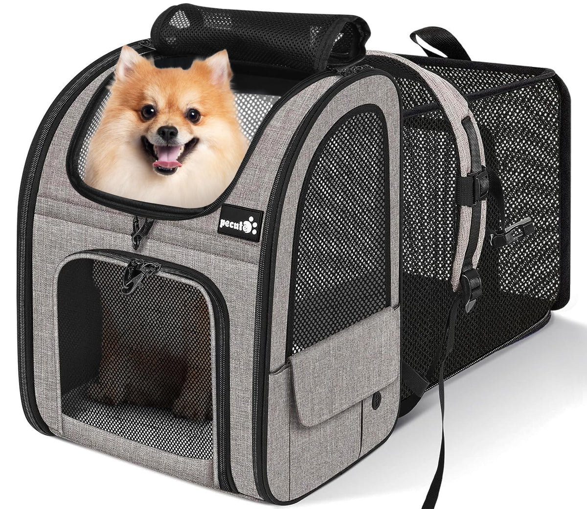 Pecute pet carrier backpack front view shows secure travel-ready design for cats and small dogs.