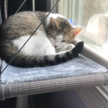 PEFUNY Cat Window Hammock with strong suction keeps the perch secure.