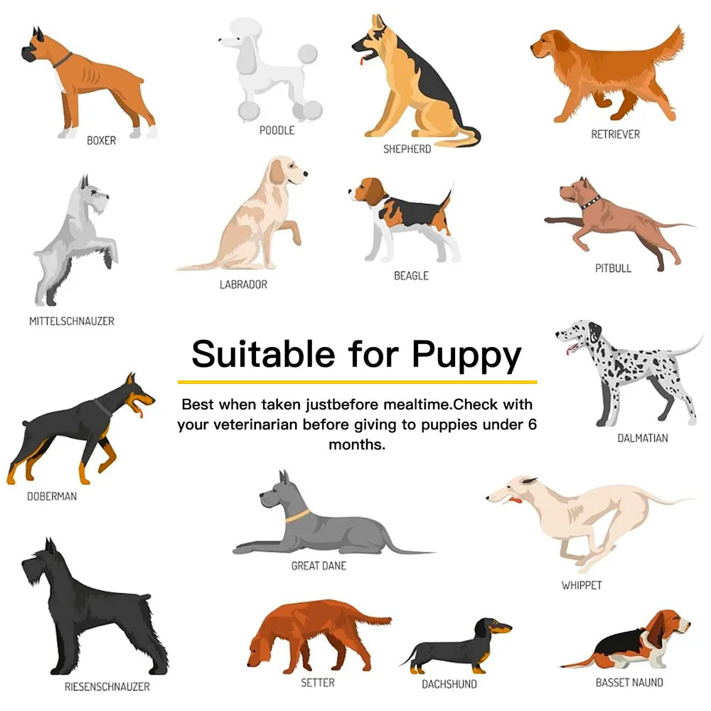 Penkyer dog enjoying a chew during routine health support.
