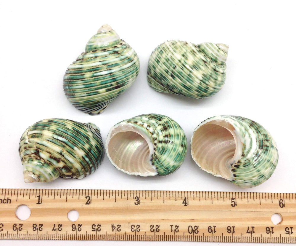 PEPPERLONELY hermit crab shells collection showing size range 1.75 to 2.25 inches
