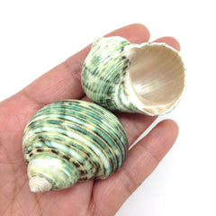 PEPPERLONELY green turbo shells wedding decor close-up for elegant centerpieces