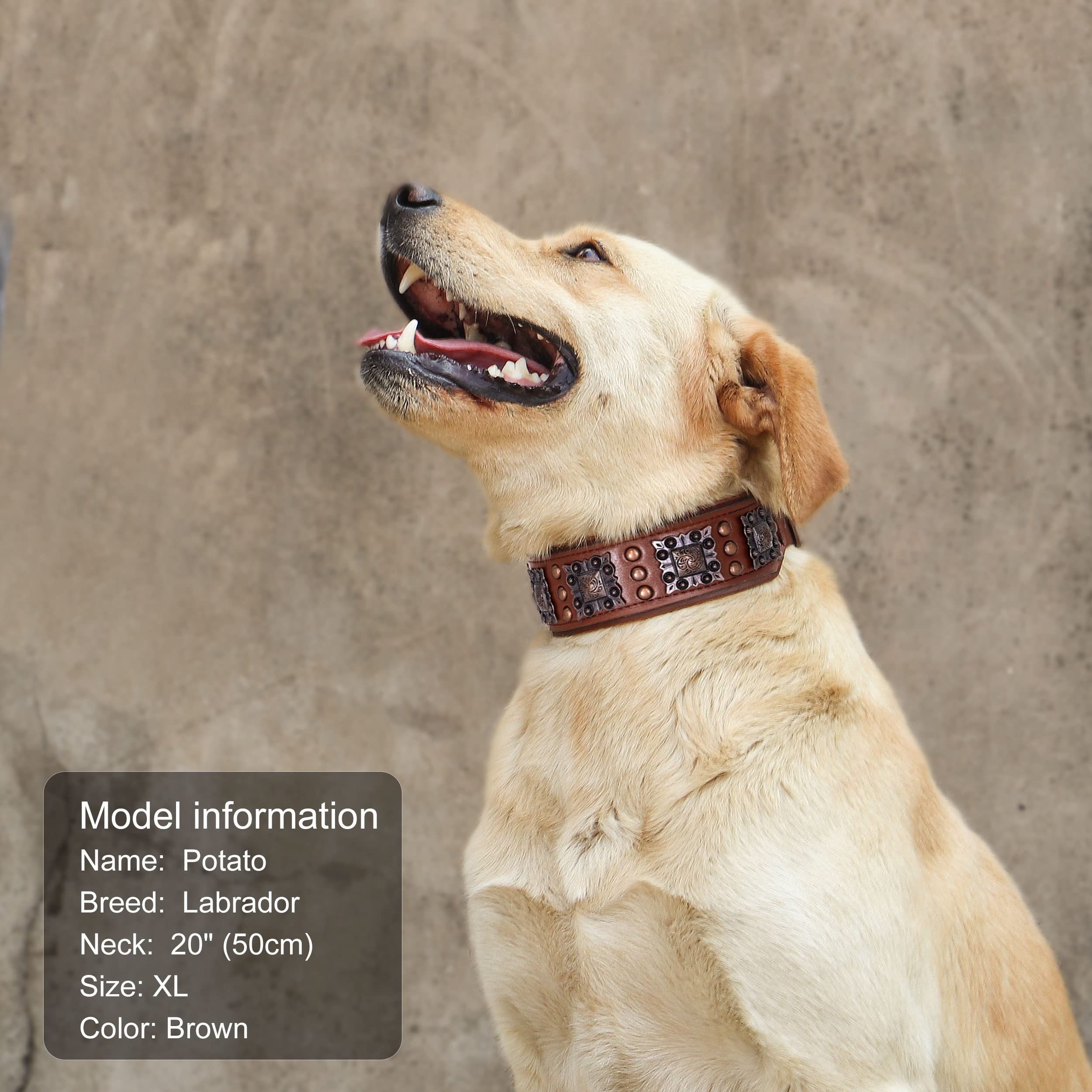 PET ARTIST brown leather collar on dog highlighting rust-resistant hardware