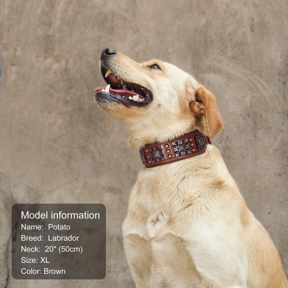 PET ARTIST brown leather collar on dog highlighting rust-resistant hardware