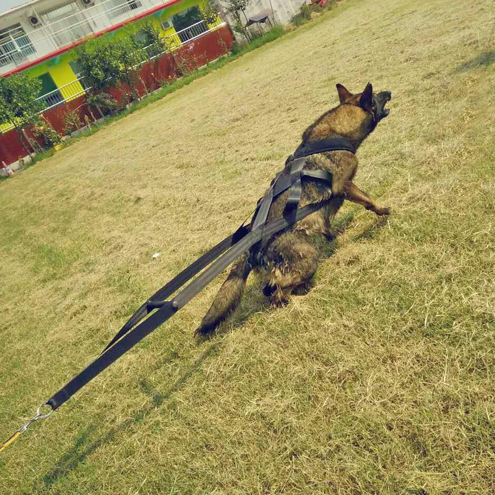 PET ARTIST canicross and ski-joring harness for year-round activity.
