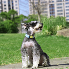 PET ARTIST 5ft leash blue shows quick-release convenience for walks