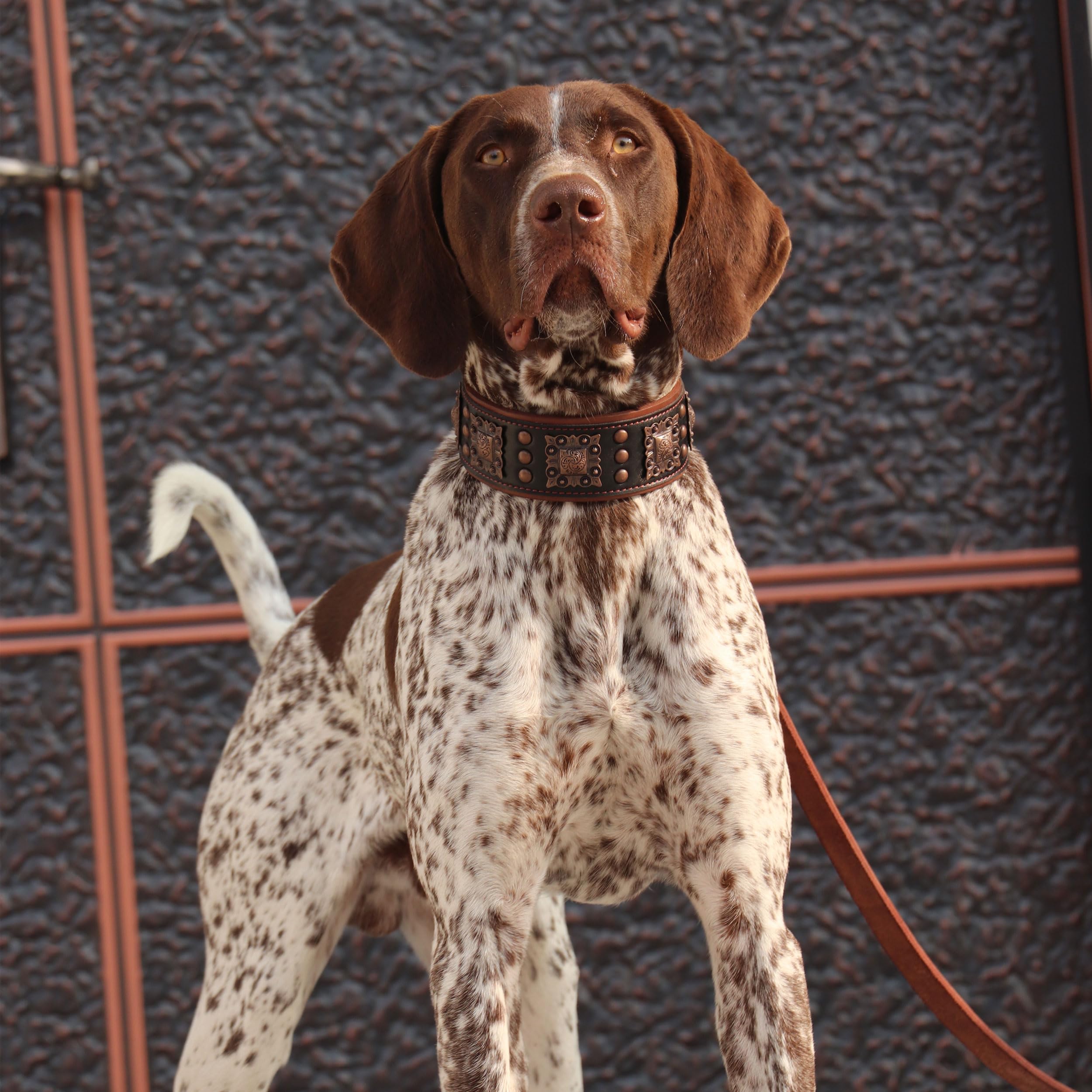 PET ARTIST premium leather collar for medium to large breeds during everyday walks