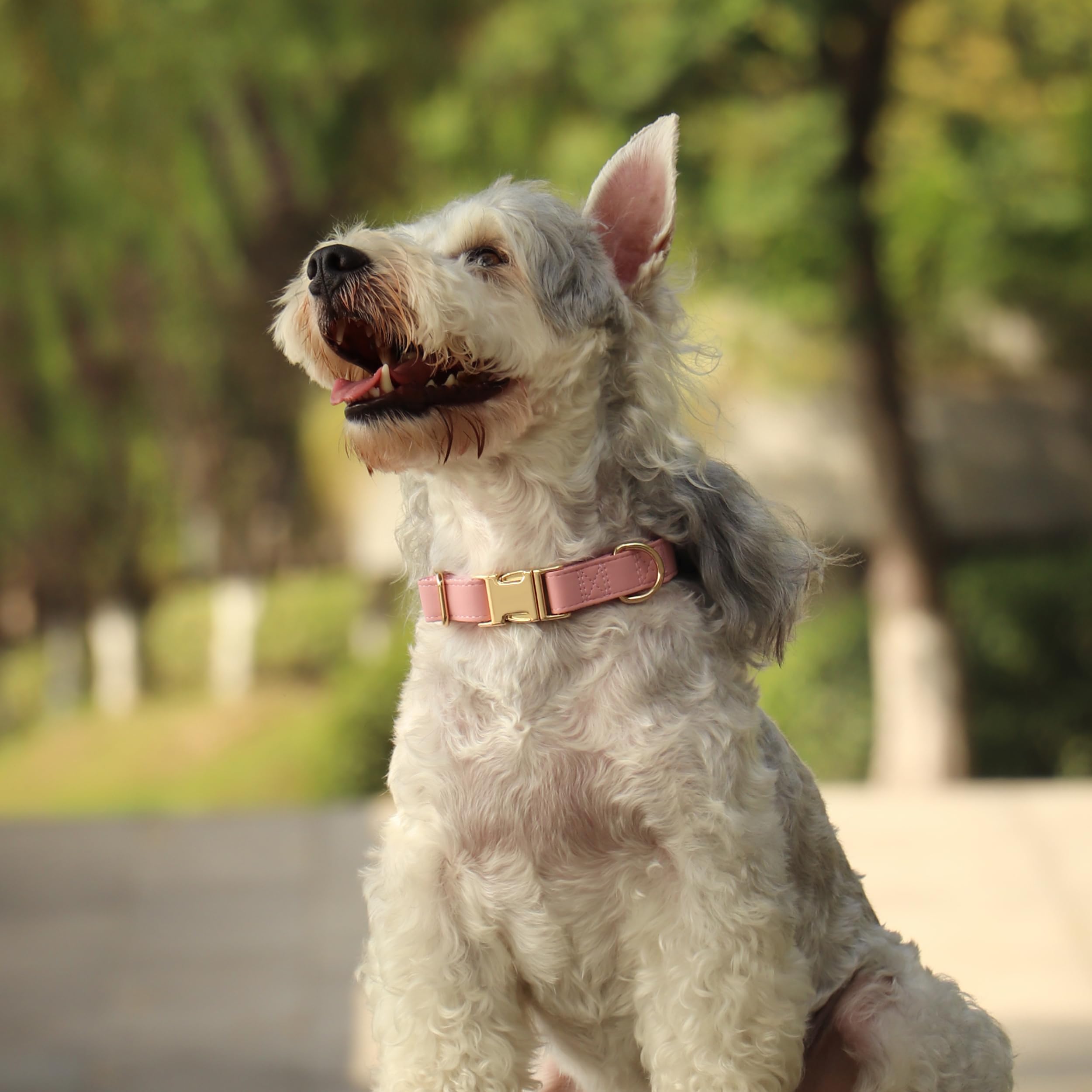 PET ARTIST rose-metal buckle dog collar close-up highlights quick-release durability for easy management