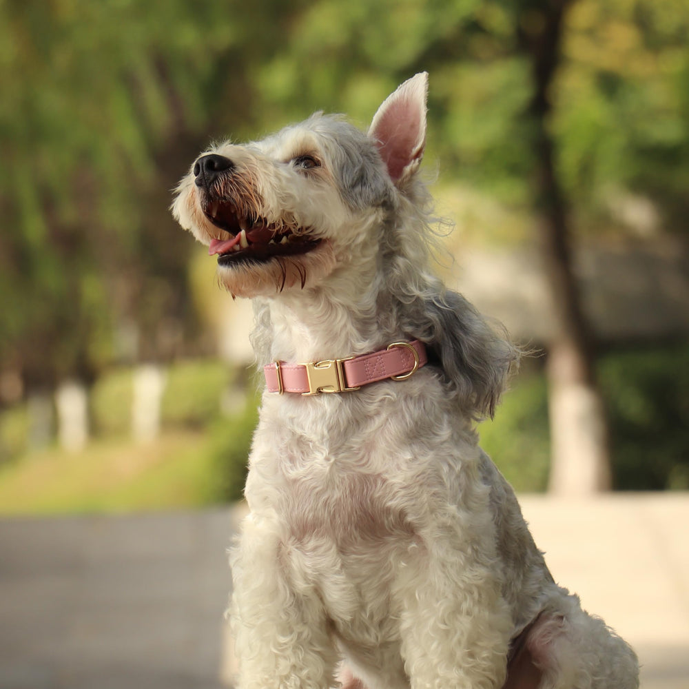 PET ARTIST rose-metal buckle dog collar close-up highlights quick-release durability for easy management