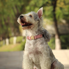 PET ARTIST rose-metal buckle dog collar close-up highlights quick-release durability for easy management