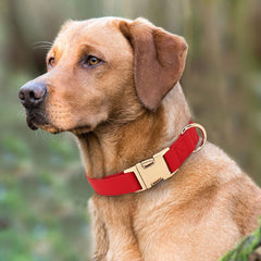 PET ARTIST rose-metal buckle dog collar provides durable quick-release for easy on/off.
