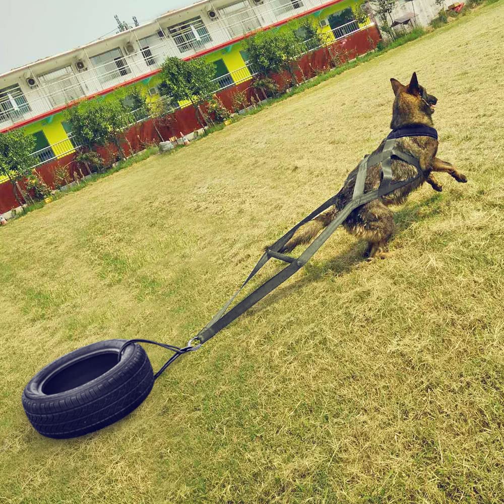 PET ARTIST large-dog harness green worn on dog during sled training.