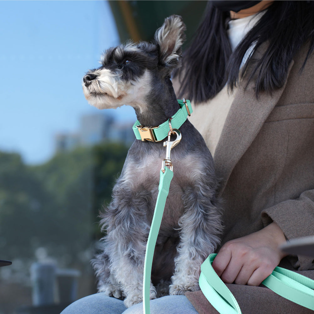 PET ARTIST mint green 5ft leash close-up showing durable hardware and stitching
