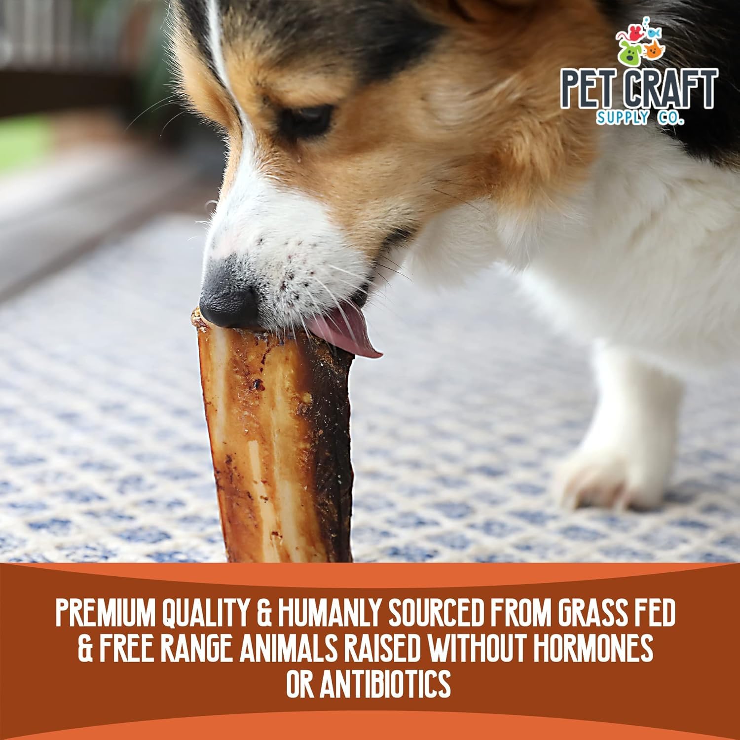 Pet Craft Supply Buffalo Marrow Bones dog chew in action for aggressive chewers.