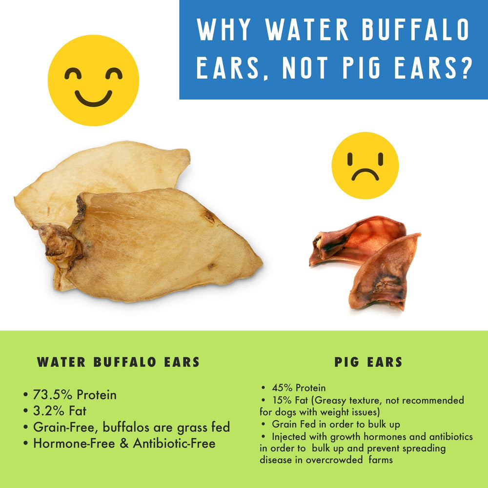 Pet Craft Supply puppy-friendly buffalo ear supports teething adventures