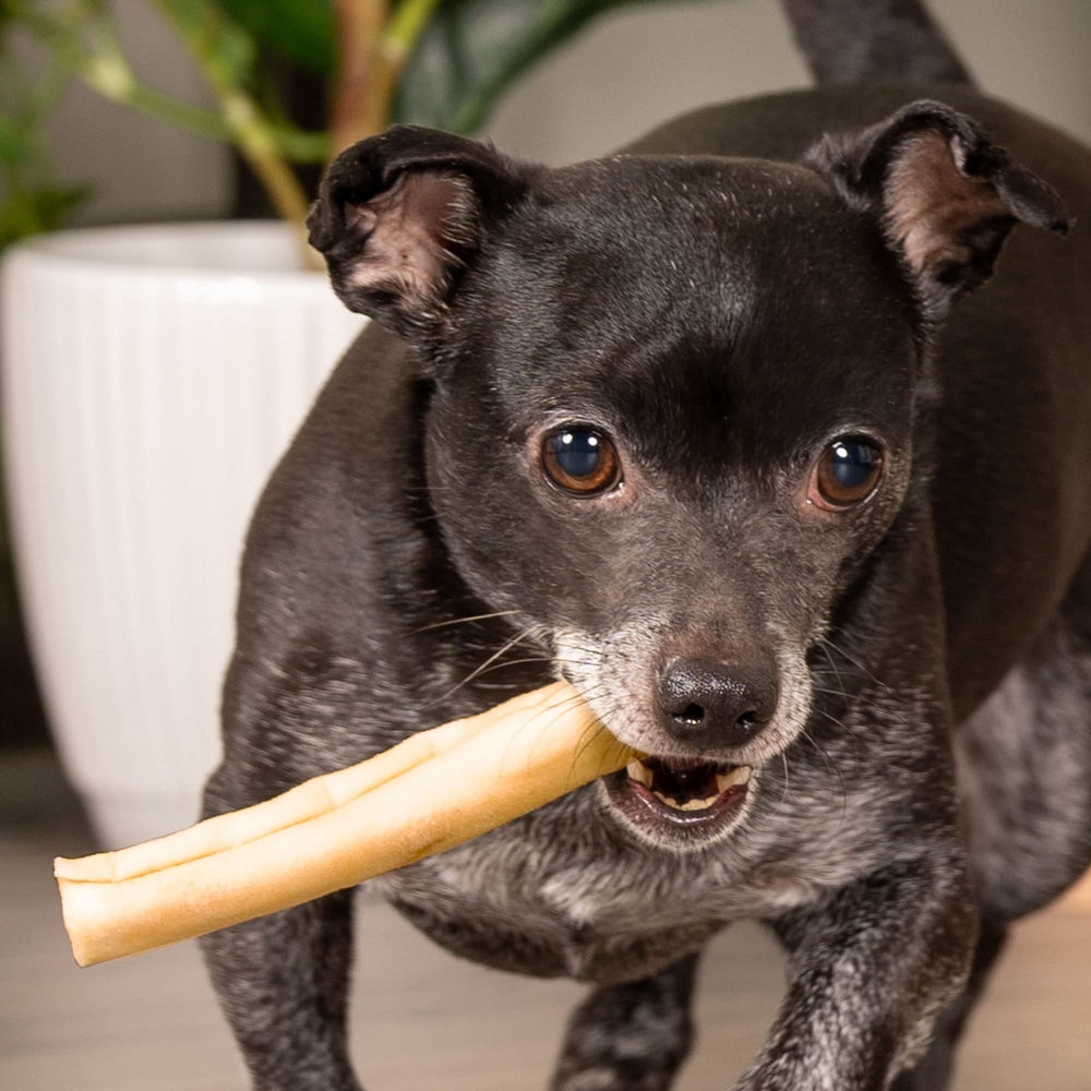 Pet Factory beefhide chip roll dental-benefit emphasis for routine gnawing sessions