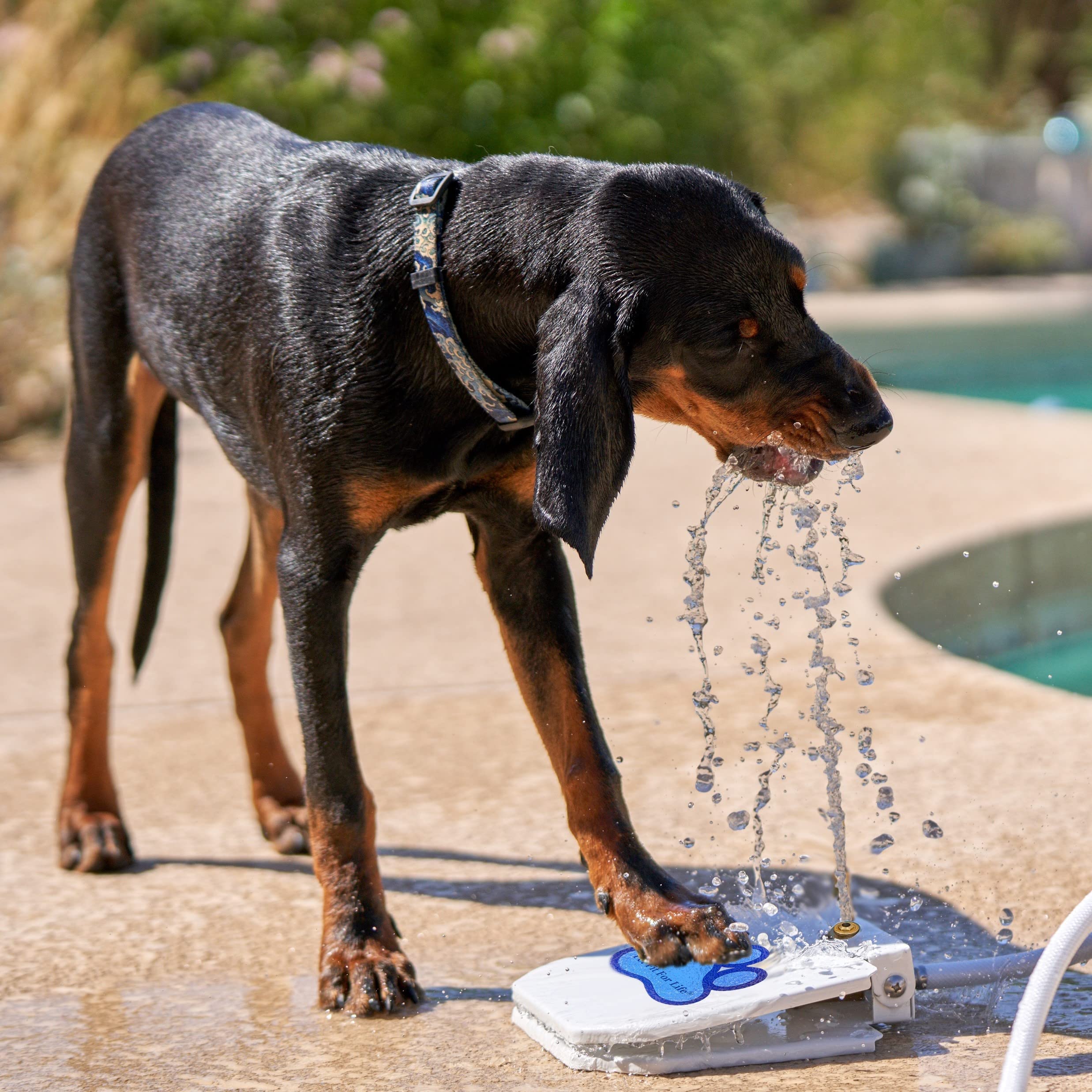 Pet Fit For Life dog drinking splash highlights refreshing hydration and backyard fun