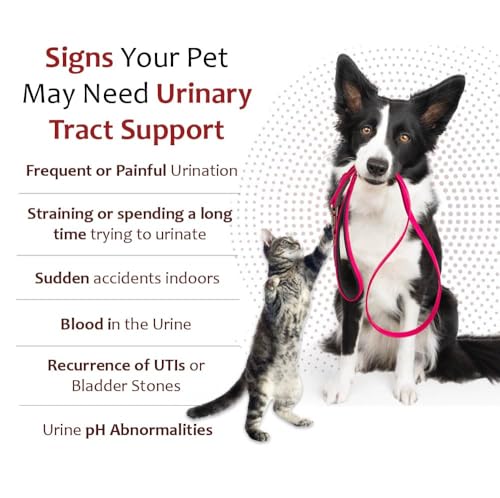 Pet Health Solutions K-Plus granules measured for a dog's daily dose.