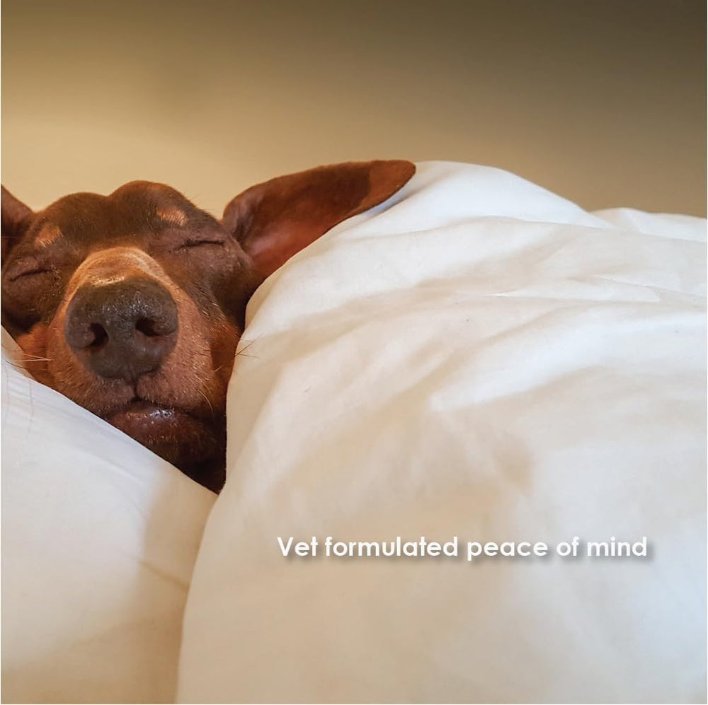 Pet Health Solutions Tranquil-Chews calming dog close-up during daily routines.