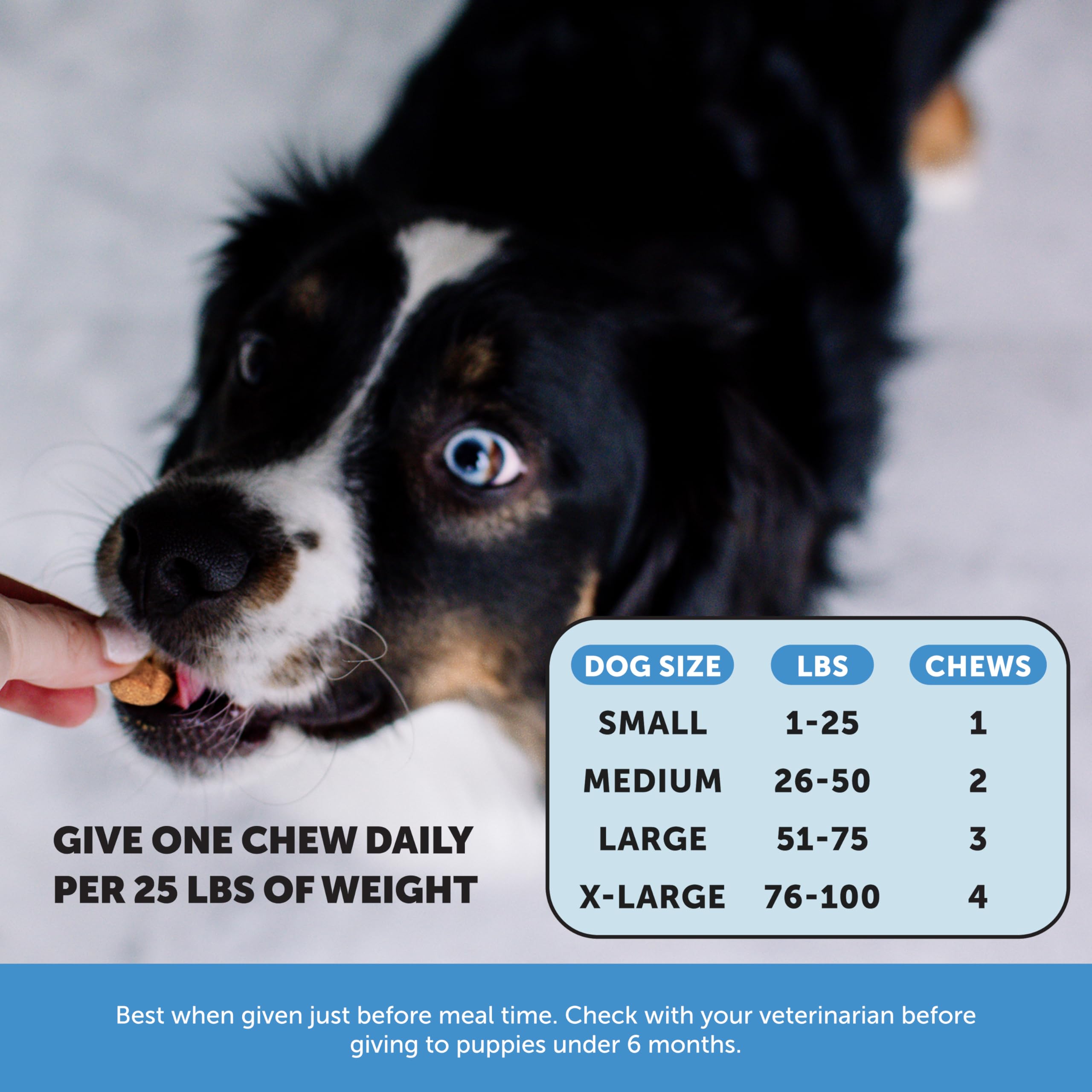 Pet Honesty Skin Health Salmon Chews dog enjoying a bite supports coat health