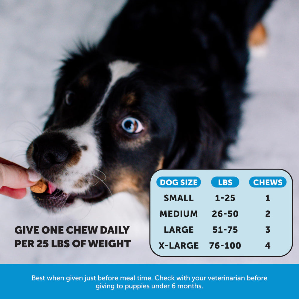 Pet Honesty Skin Health Salmon Chews dog enjoying a bite supports coat health