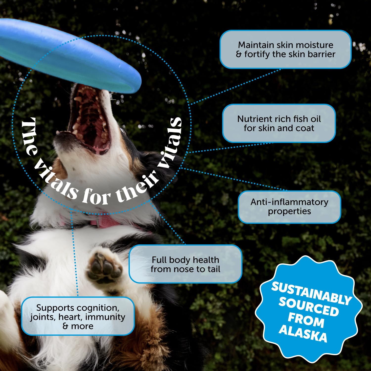 Pet Honesty salmon oil pour demonstrates easy daily supplementation