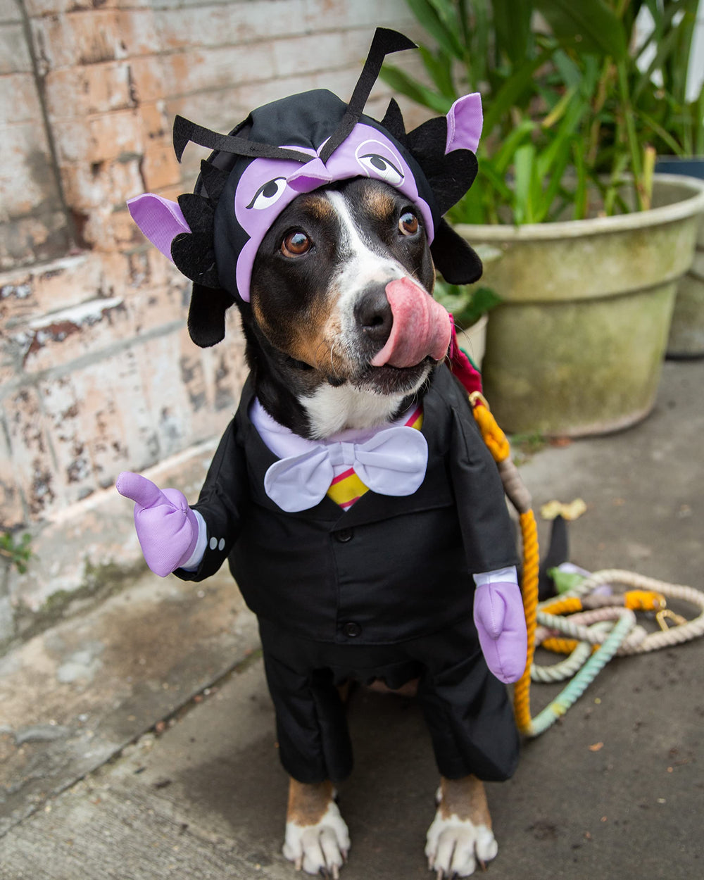 Pet Krewe The Count bodysuit on dog for Sesame Street inspired look