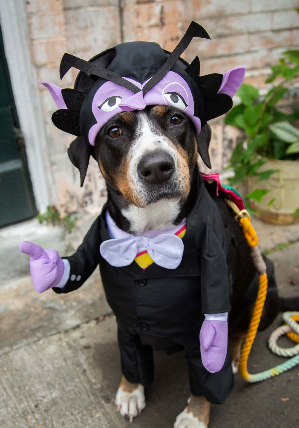 Pet Krewe The Count costume hat on dog with adjustable fit for comfort