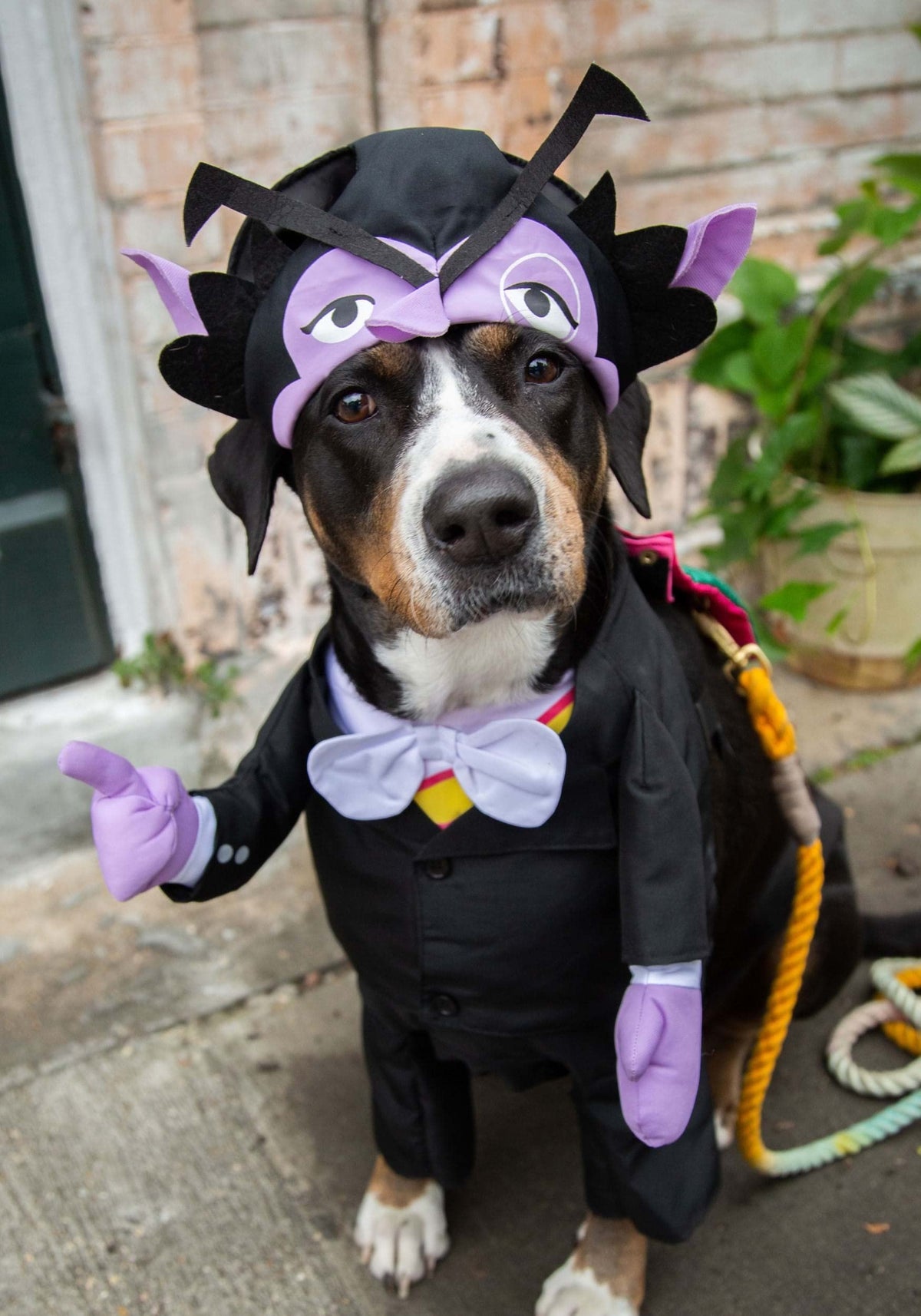 Pet Krewe The Count costume hat on dog with adjustable fit for comfort