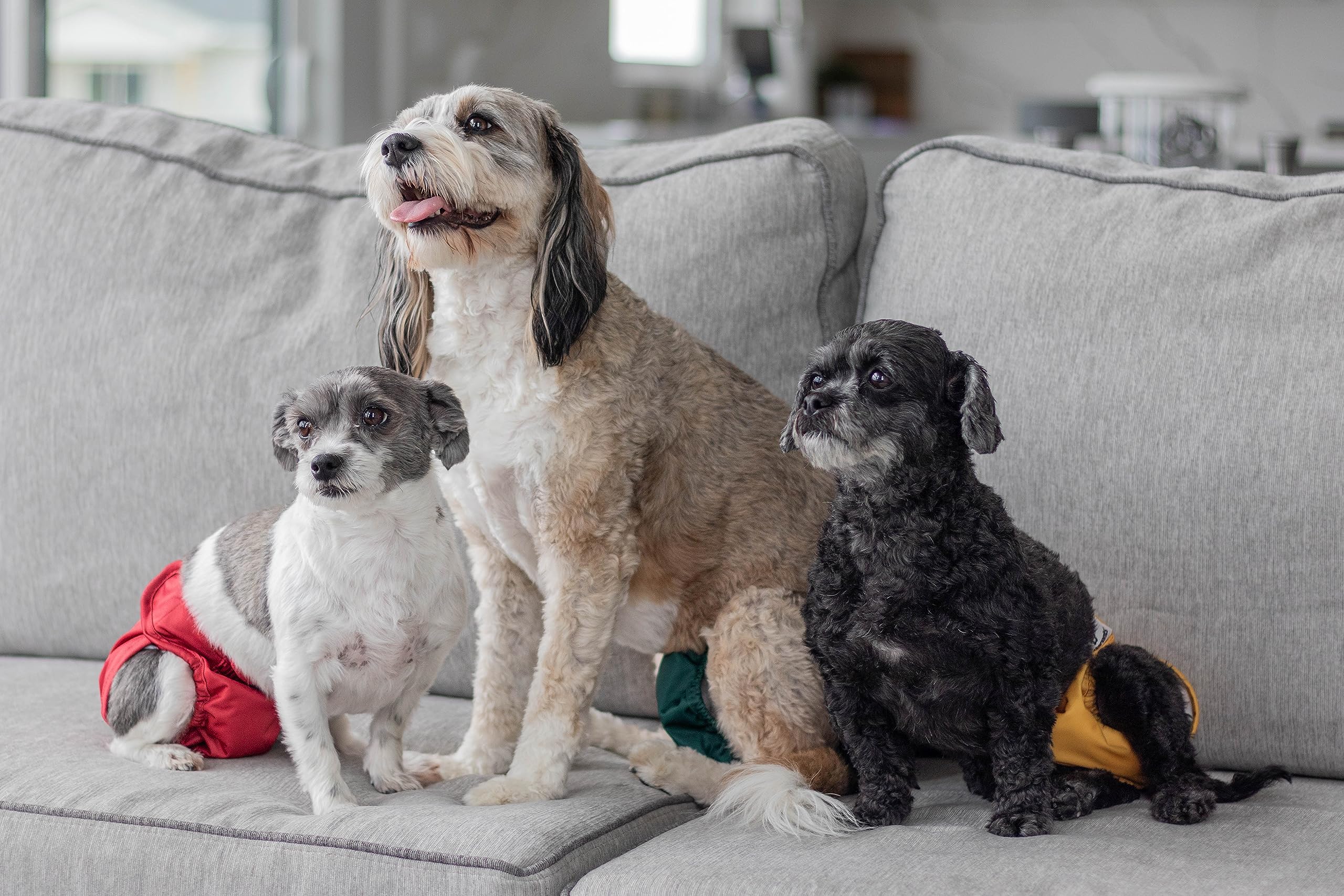 Pet Parents Adjustable elastic design supports comfortable wear during play