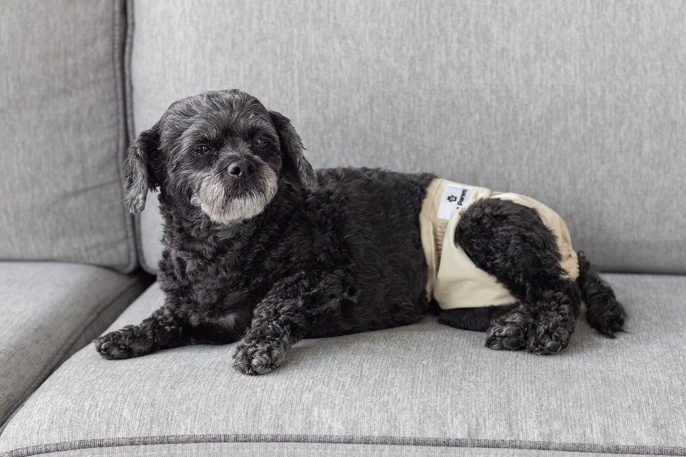 Pet Parents soft elastic edges for comfortable active wear during zoomies