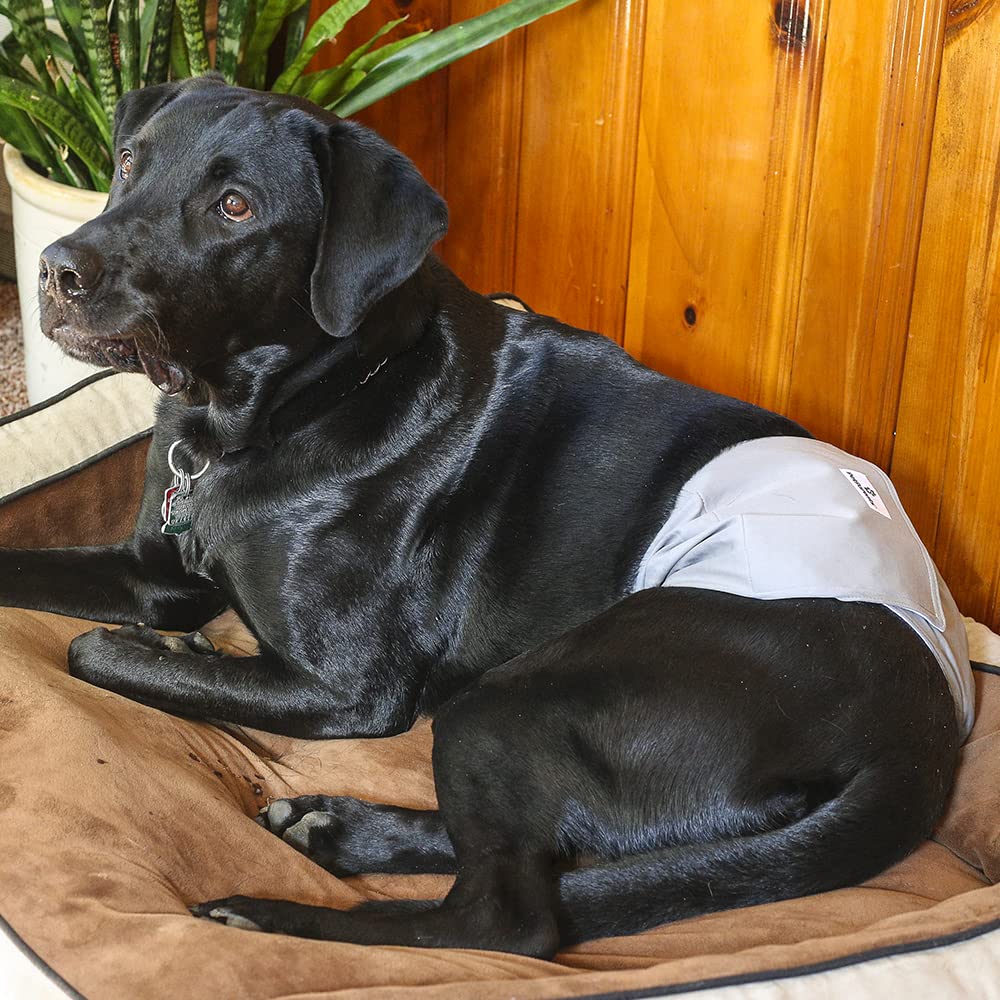 Pet Parents dog wraps in action for marking and occasional accidents.