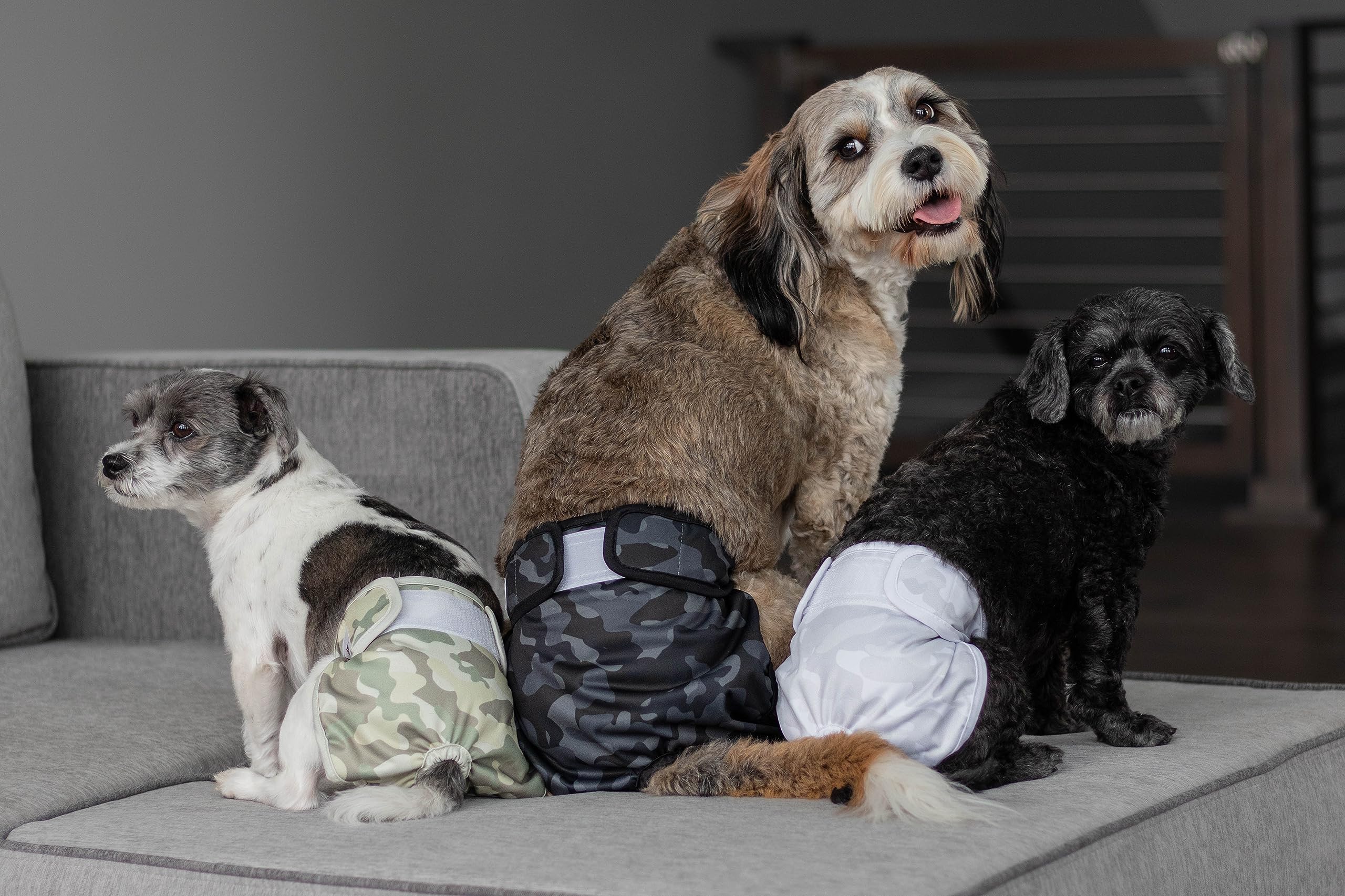 Pet Parents Extendrs elastic close-up demonstrating extended, secure fit