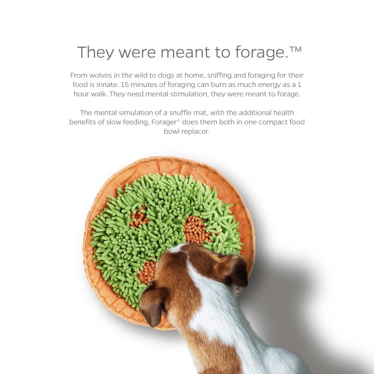 Pet Parents Forager bowl offers visual stimulation during meals.