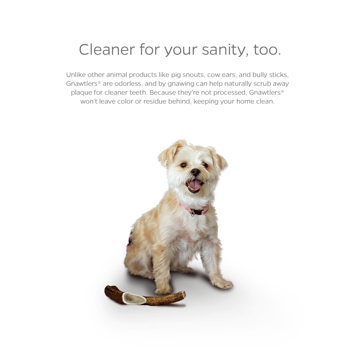Pet Parents Gnawtlers supports dental health through long-lasting chewing