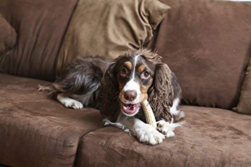 Pet Parents Gnawtlers elk antler storage tray keeps chews tidy and fresh.